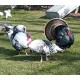 Turkey Turkey